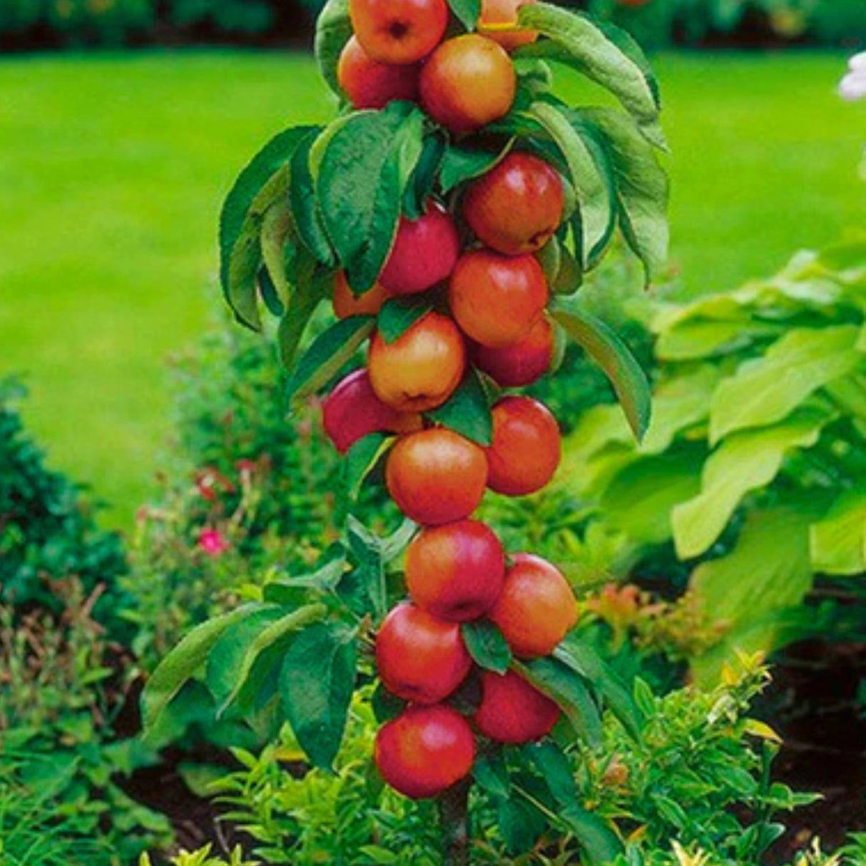 pomi fructiferi 