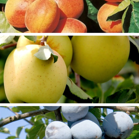 pomin fructiferi 1606