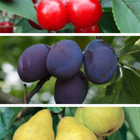 pomin fructiferi 1612