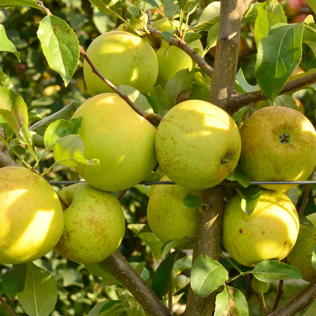 pomin fructiferi 1613