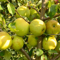 pomin fructiferi 1613