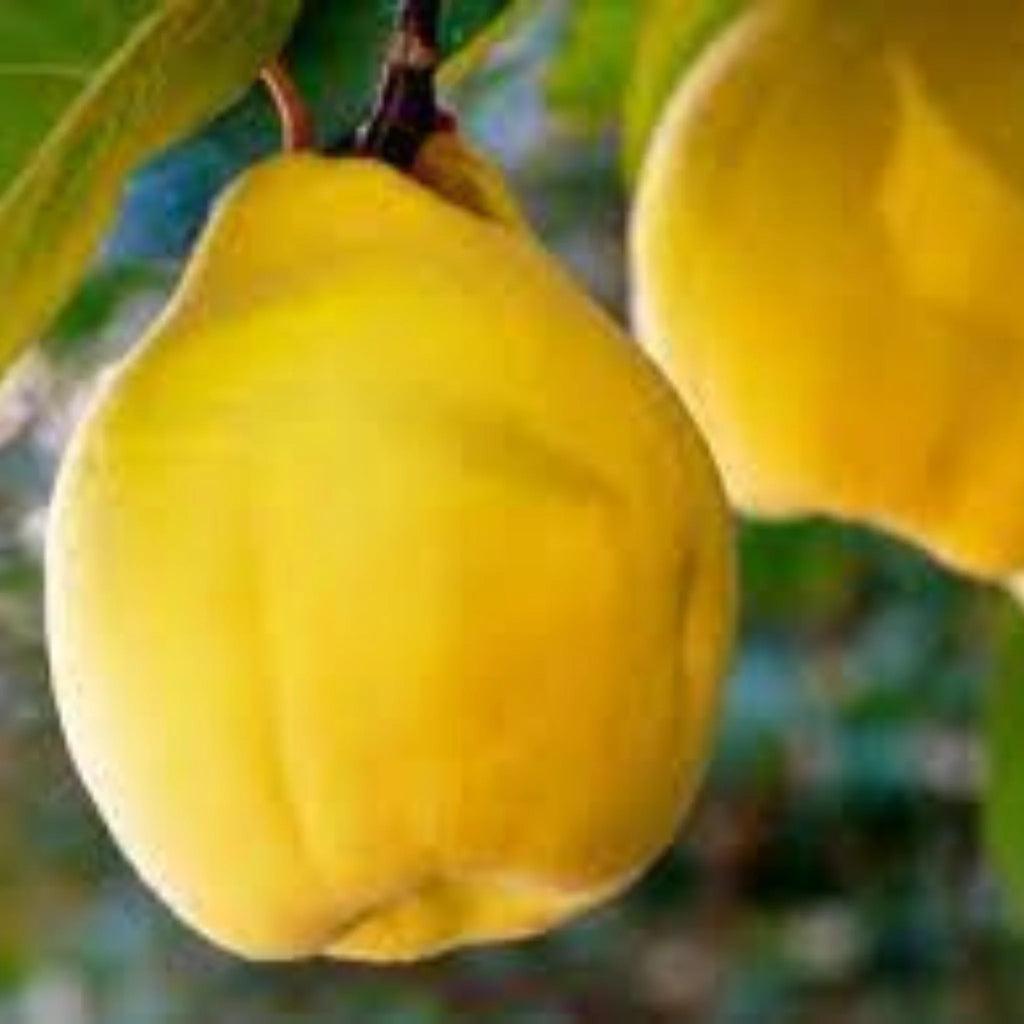 pomin fructiferi 1616