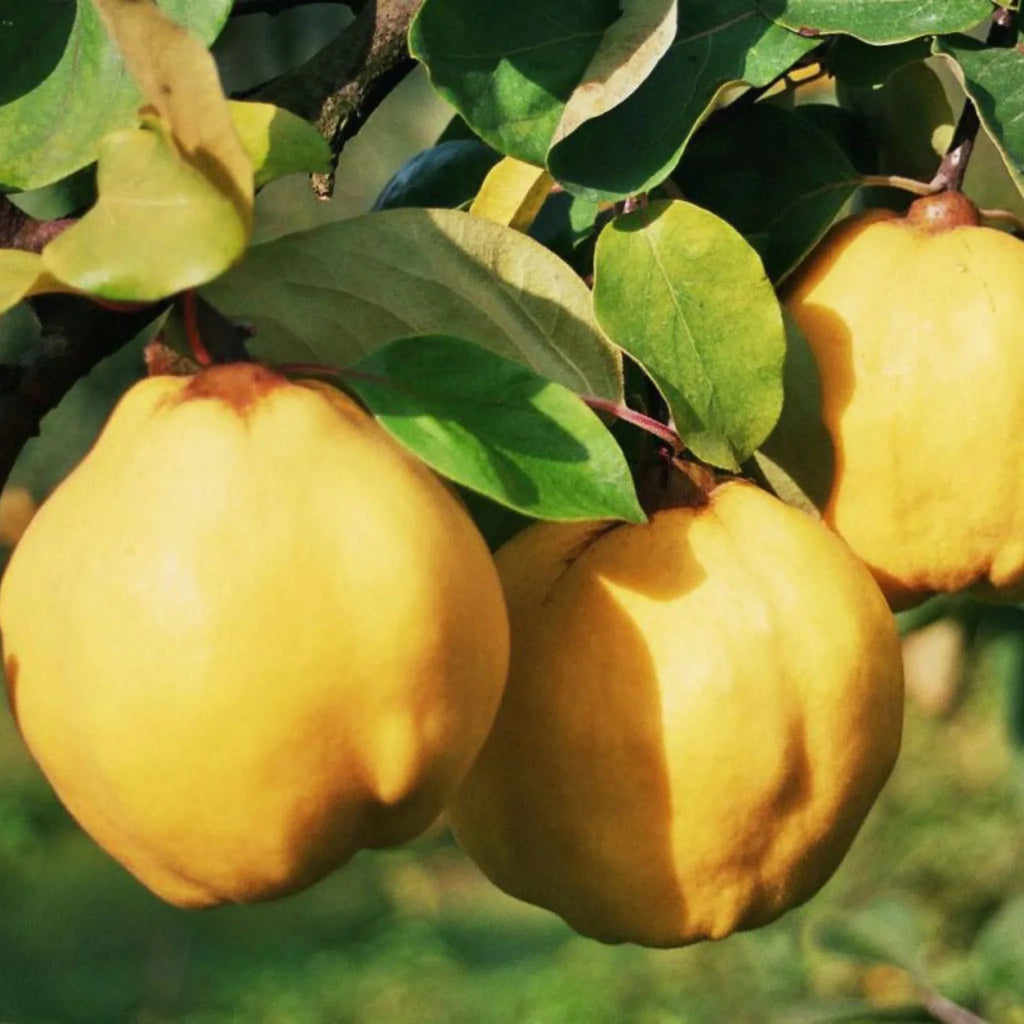 pomin fructiferi 1617