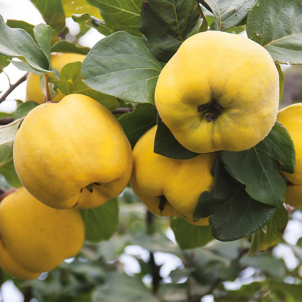 pomin fructiferi 1618