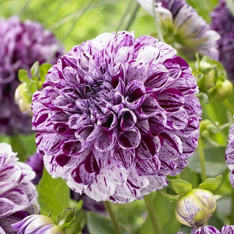 pompom_dahlia_marble_ball_6_09c7750c-6943-440d-bdcb-5ab2507d21e3 - Fitza Florilor