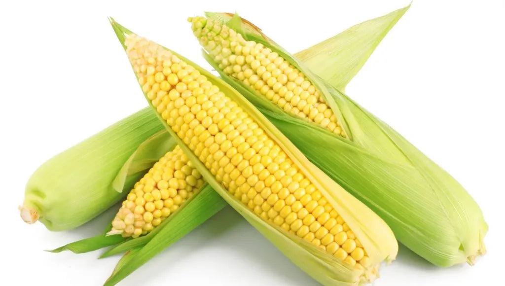 Semințe de Porumb Zaharat "Deliciosul", 7g