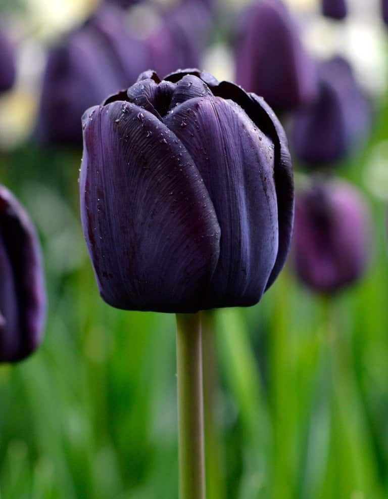 Bulbi de Lalele "Queen of Night" (12+), 200  Buc