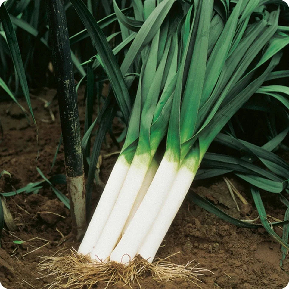 Semințe de Praz "Carentan" ,  2g