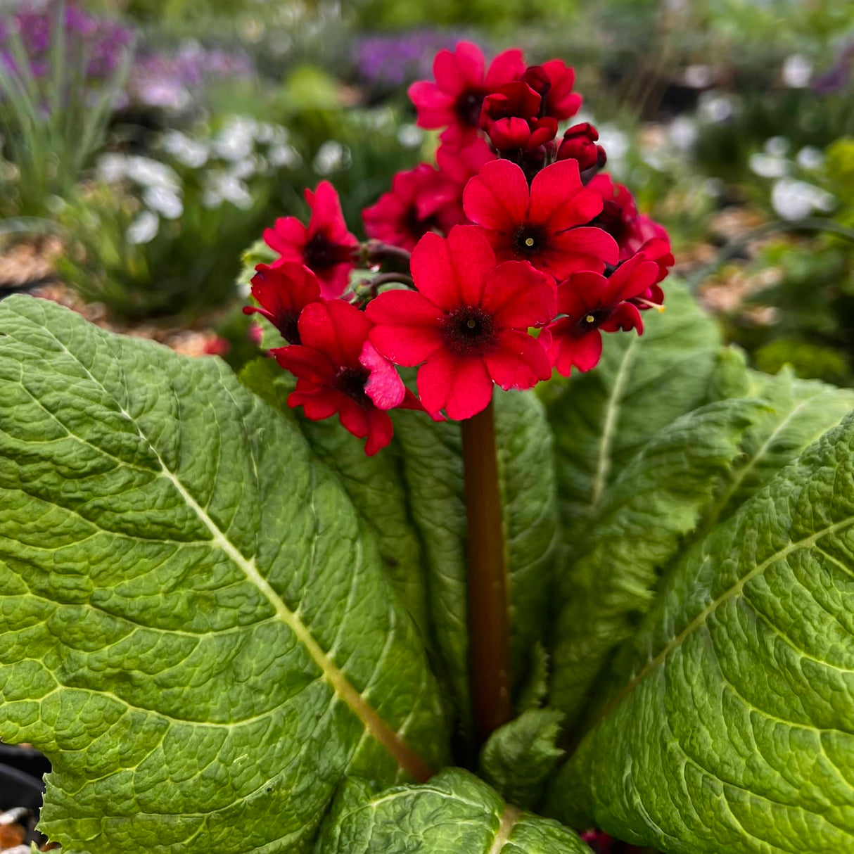 Primula ''Japonica Millers's Crimson''