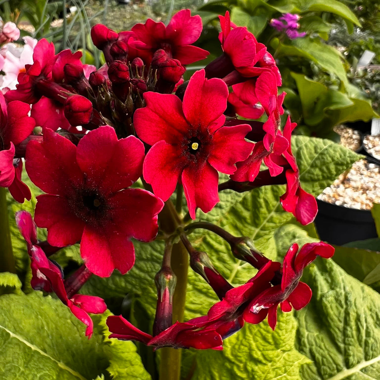 Primula ''Japonica Millers's Crimson''