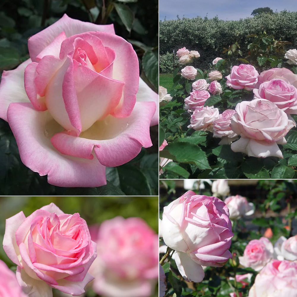 Trandafiri Butasi Teahibrizi - Printesa de Monaco - 1 buc