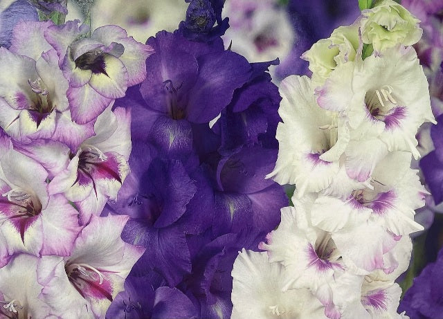 Bulbi Gladiole - Aviol - 5 buc