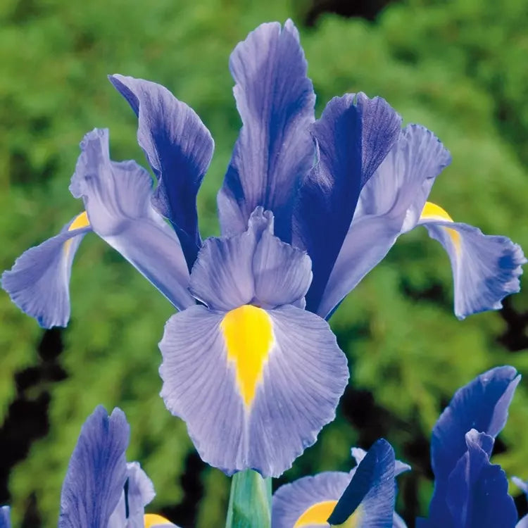 Bulbi de Iris "Sapphire Beauty", 3 Bucati