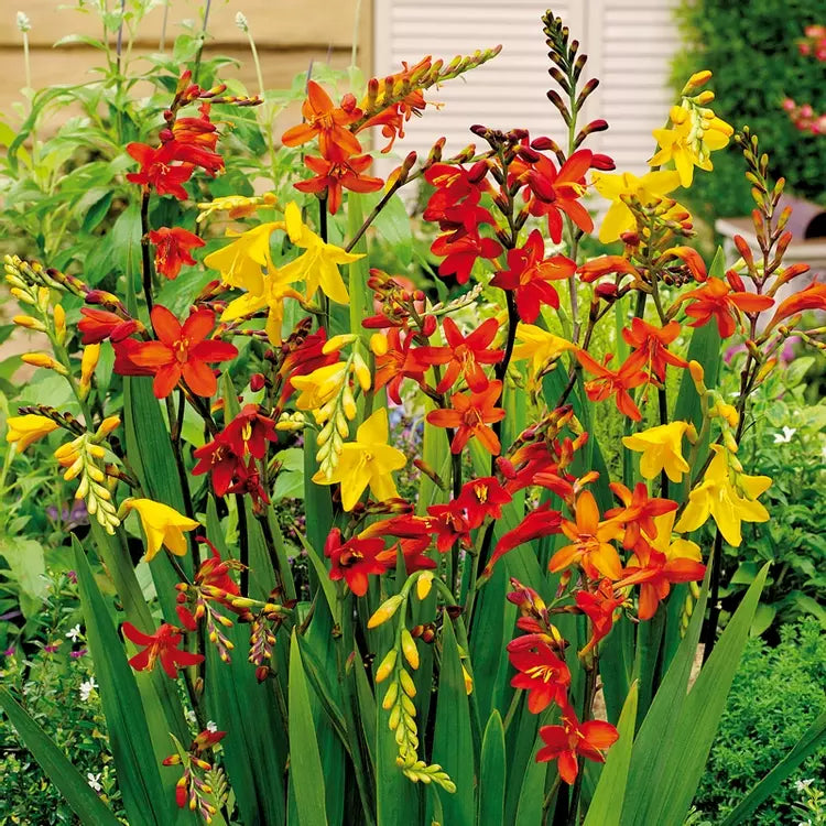 Bulbi de Crocosmia Mixt, 3 Bucati