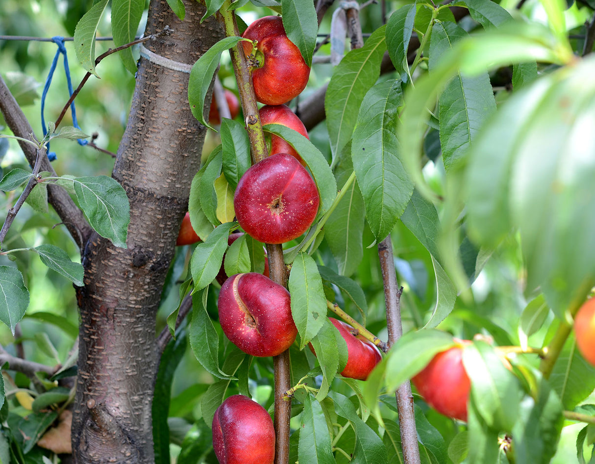 Nectarin "Fruct Plat", Anul 2, 1 Bucata