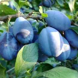 Prun - Japonez Extra-Timpuriu - Anul 3