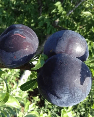 Prun - Japonez Extra-Timpuriu - Anul 3