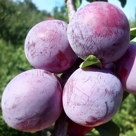 Prun - Althan Renglot - Anul 3