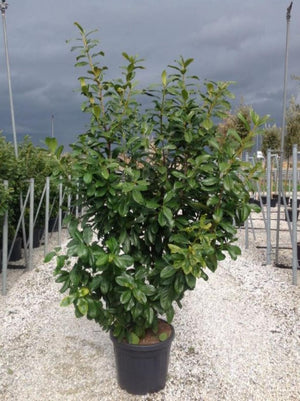 Laur Englezesc ''Prunus Laurocerasus Novita'', la Ghiveci de 3L, 80 cm, 1 Bucata