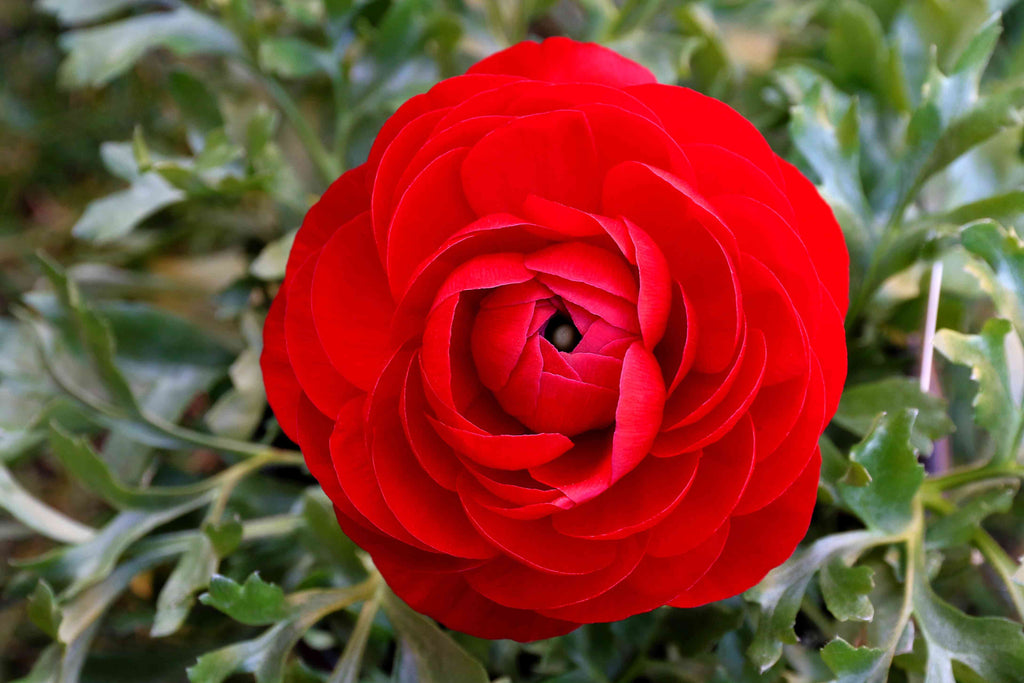 Bulbi de Ranunculus - Rosii - 5 buc