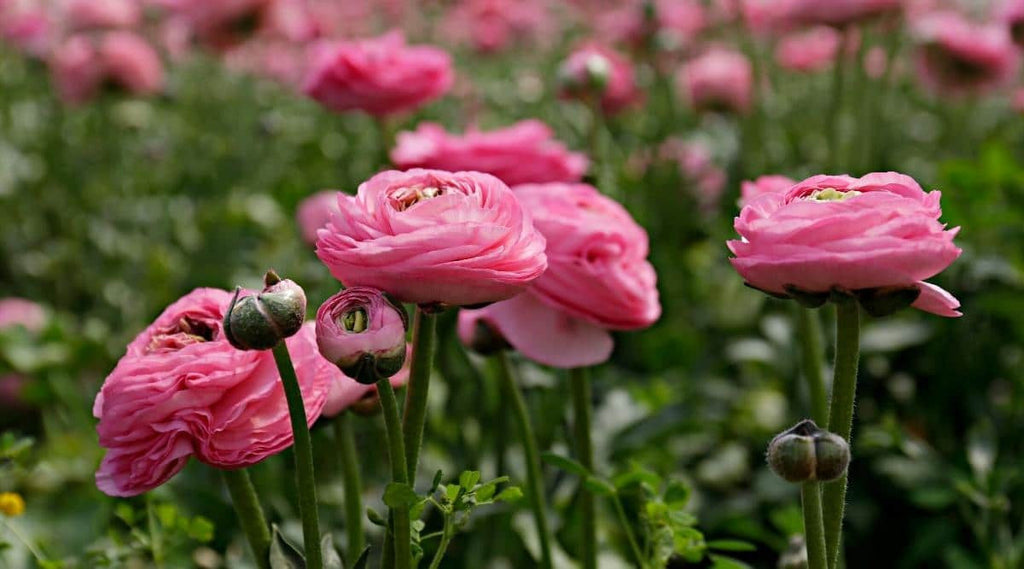 Bulbi de Ranunculus - Roz - 5 buc