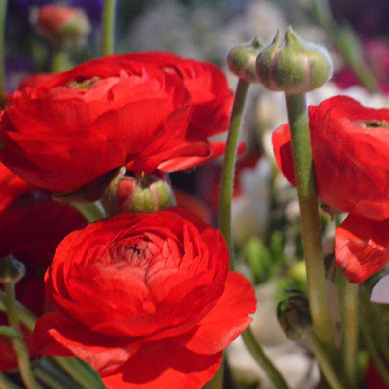 Bulbi de Ranunculus - Rosii - 5 buc