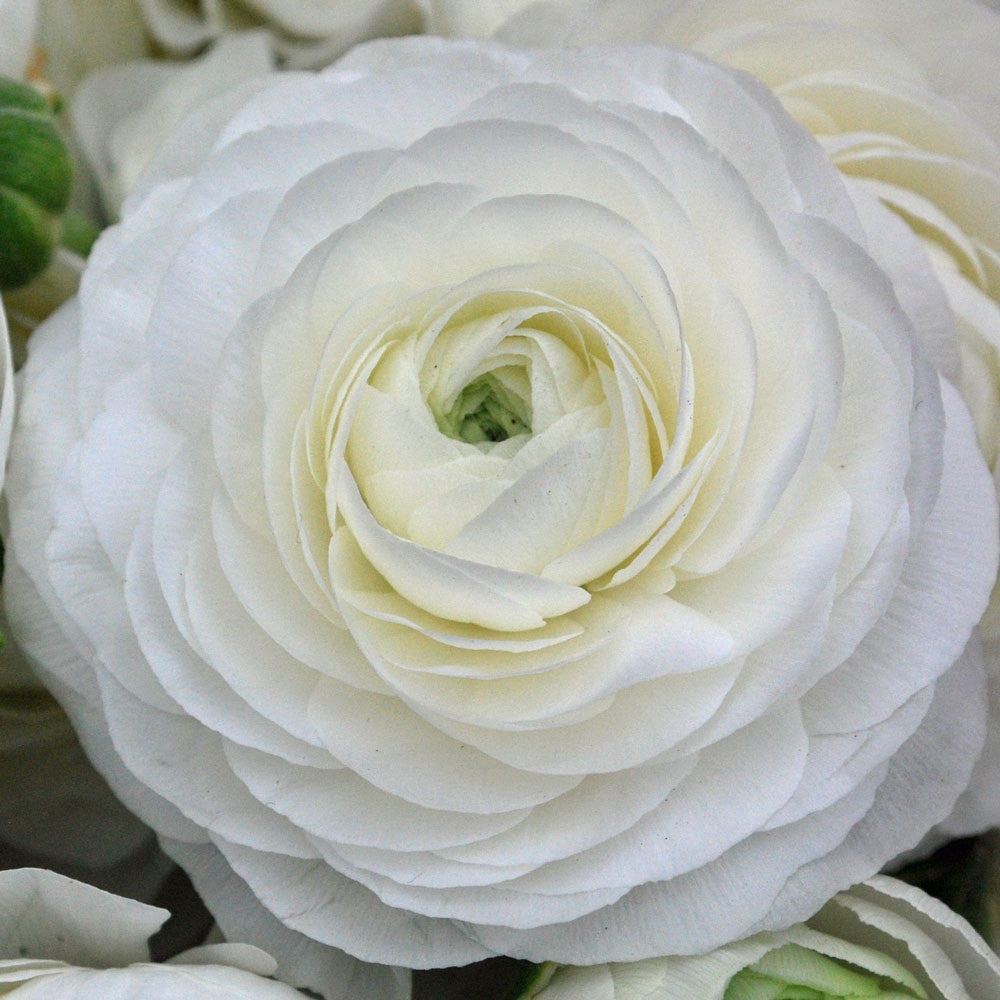 Bulbi de Ranunculus - Alb - 5 buc