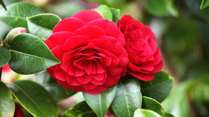 Camellia "Japonica", Rosie, la Ghiveci de 3L, 1 Bucata