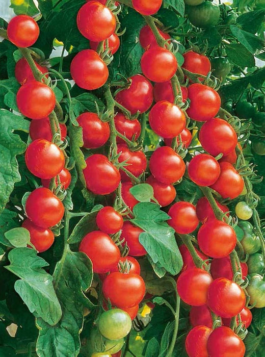 Seminte rosii HIBRID - Red Cherry
