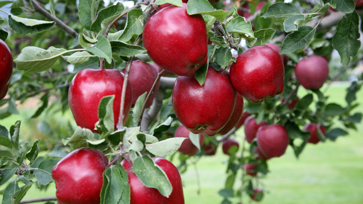 Mar "Red Delicious", Anul 2, 1 Bucata