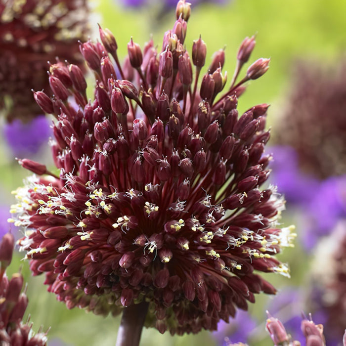 Bulbi de Allium "Red Mohican" - 2 bucati / pachet