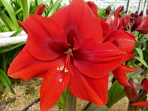 Bulbi de Amaryllis "Red Cream", 1 Bucata