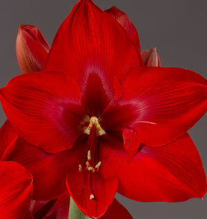 Bulbi de Amaryllis "Red Cream", 1 Bucata