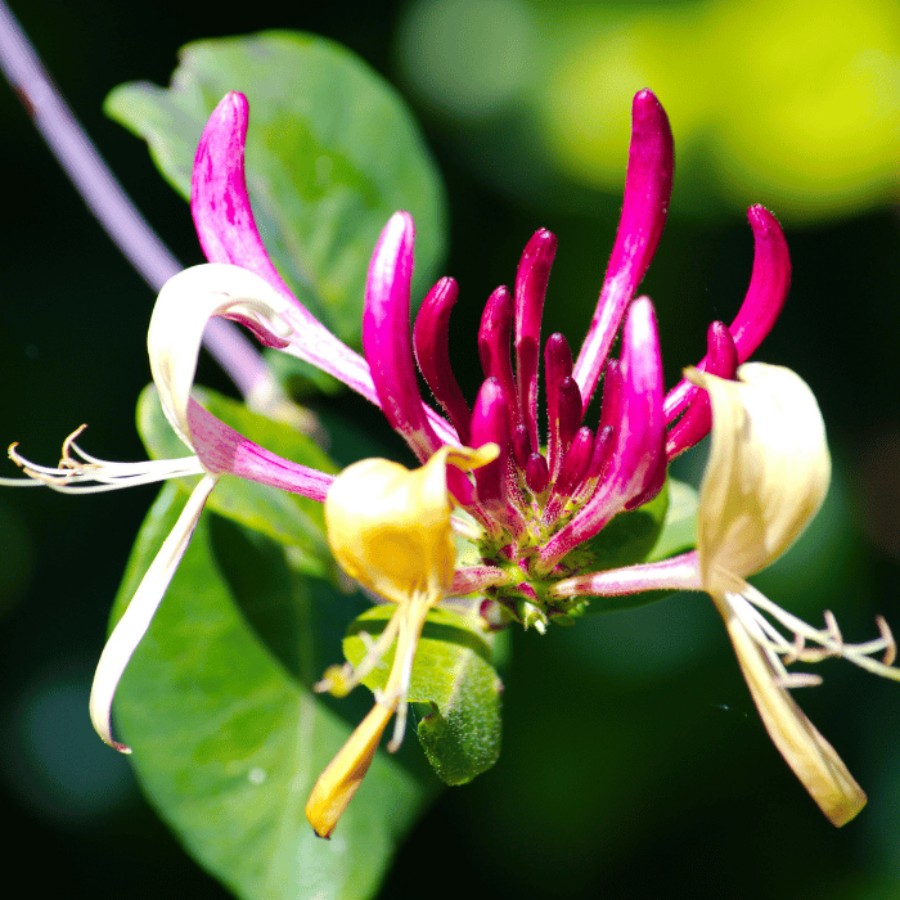 Lonicera Jap. "Red World"  (Mana Maicii Domnului)