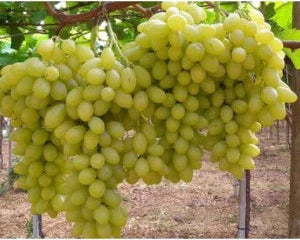 Butaș Viță de Vie de Masă "Belgrad Seedless", 1 Bucată