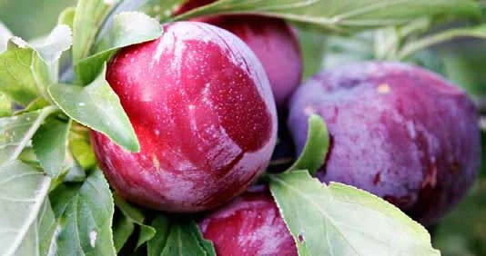 Prun - Althan Renglot - Anul 3