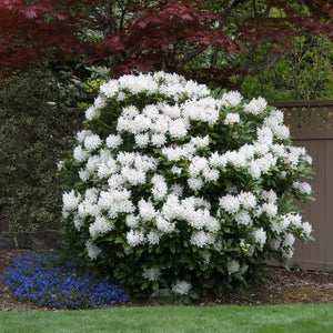 Rhododendron "Cunningham's White",la Ghiveci, 1 Bucata