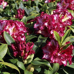 Rhododendron "Pushy Purple",la Ghiveci, 1 Bucata