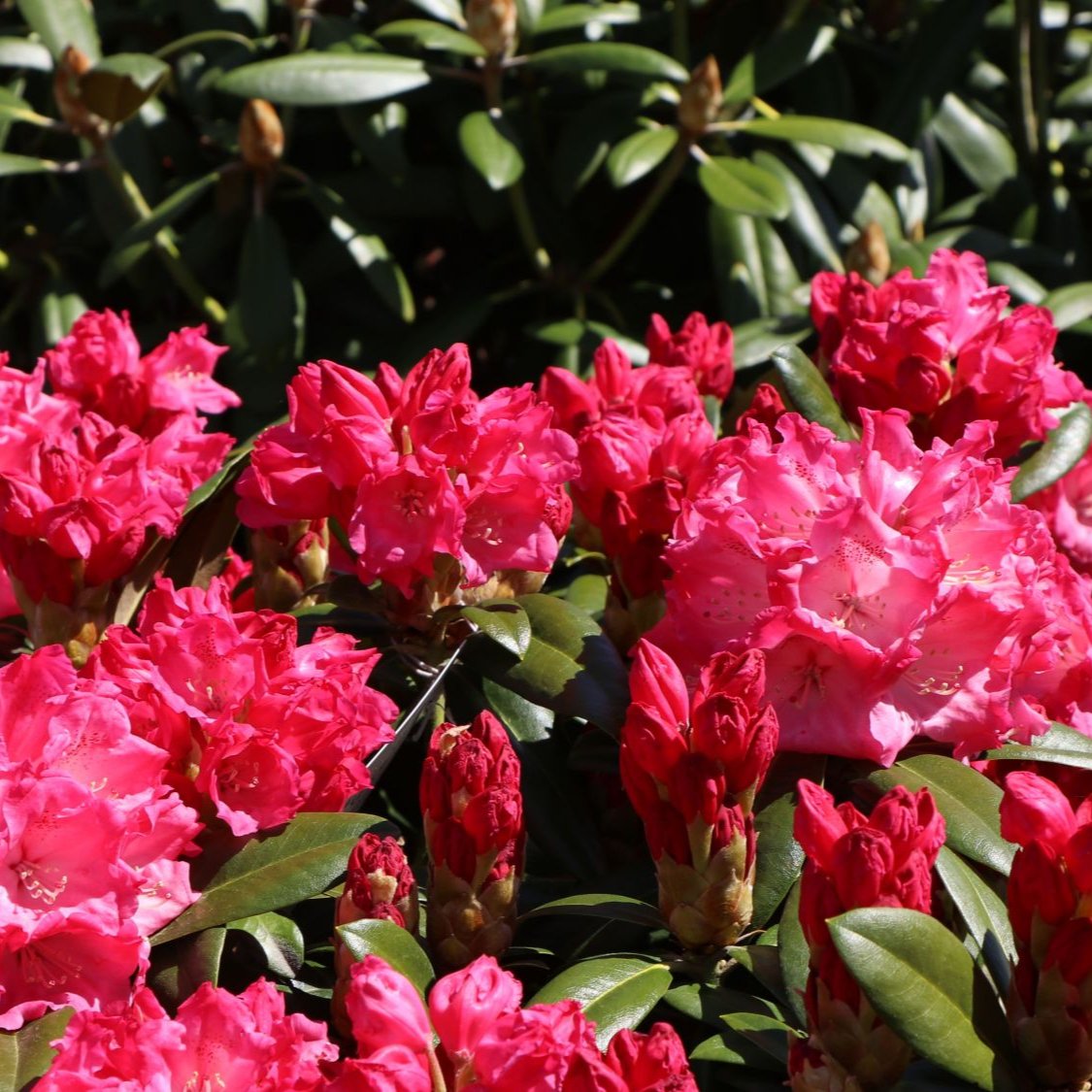 Rhododendron "Morgenrot",la Ghiveci, 1 Bucata