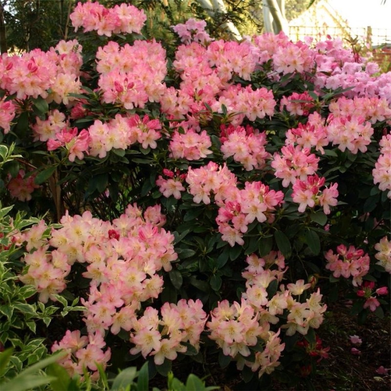 Rhododendron "Percy Wiseman",la Ghiveci, 1 Bucata