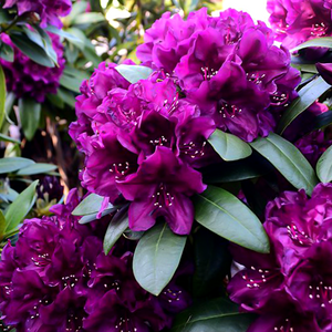 Rhododendron "Polarnacht",la Ghiveci, 1 Bucata