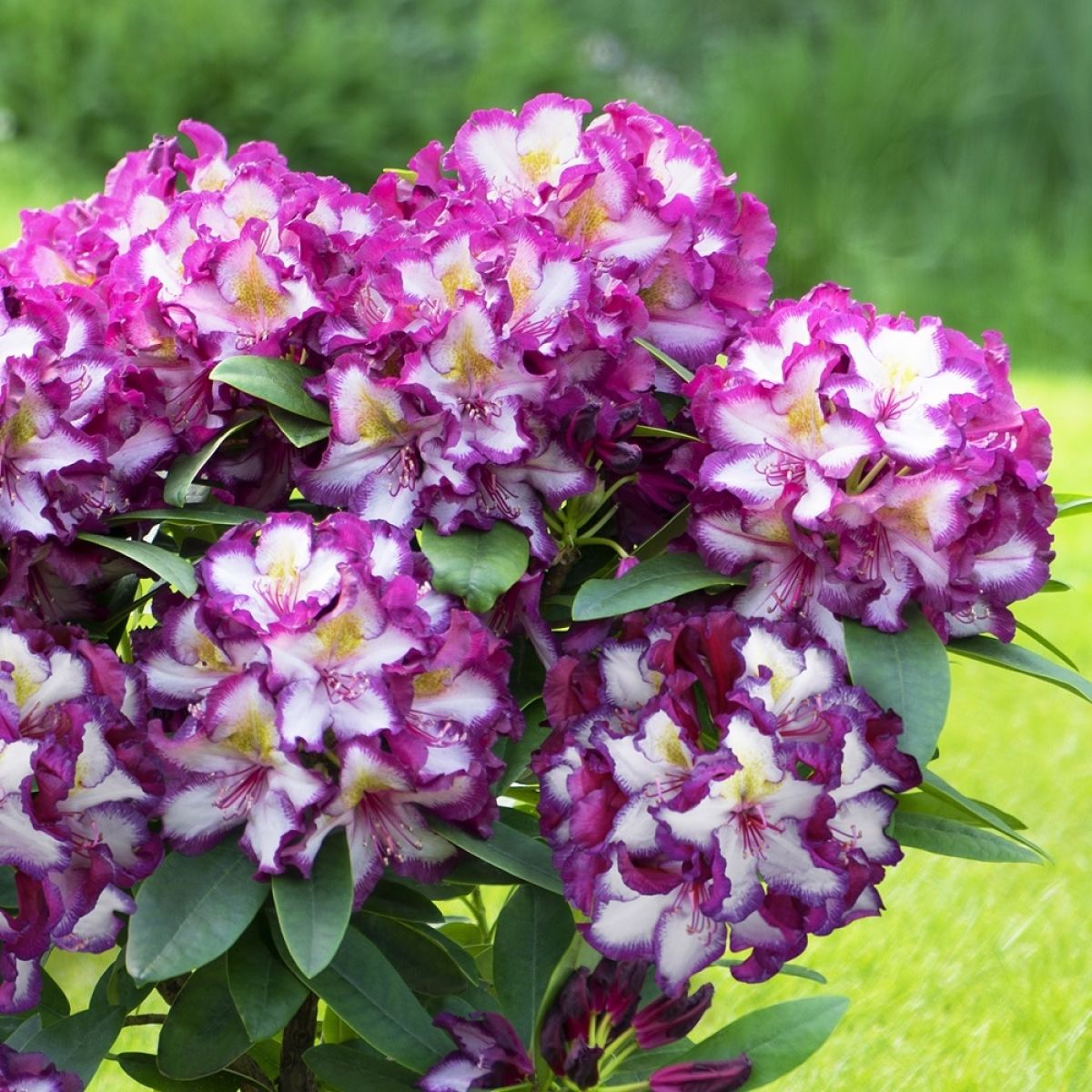 Rhododendron "Pushy Purple",la Ghiveci, 1 Bucata