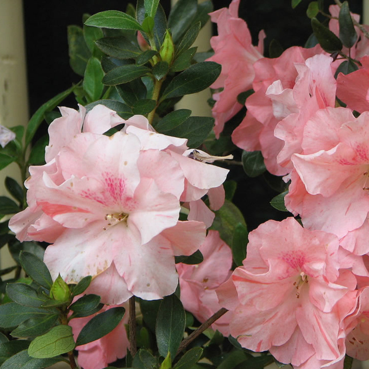 Rhododendron "Simsii",la Ghiveci, 1 Bucata