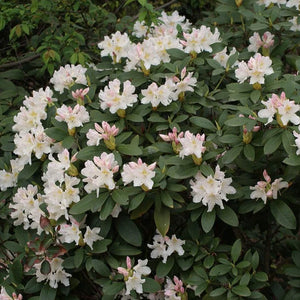 Rhododendron "Cunningham's White",la Ghiveci, 1 Bucata