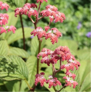 Rodgersia "Elegans"