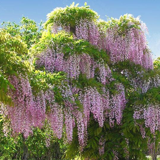 Glicina Wisteria ''Rosea'',80-100 cm