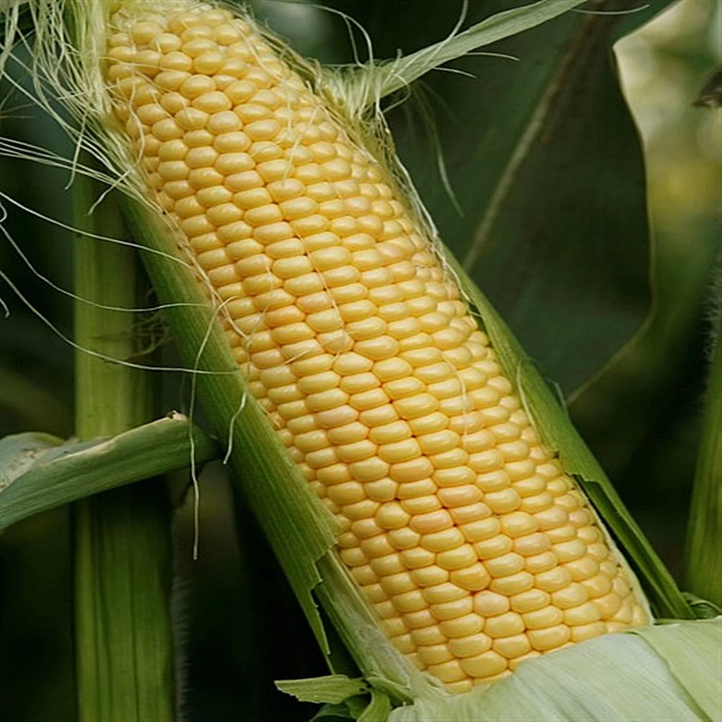 Semințe de Porumb Dulce Hibrid "Royalty", 10g