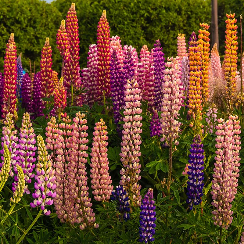 Lupinus Russell Hybrids (Cafeluta)