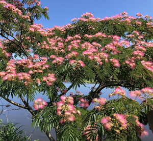 Arborele de Matase, la Ghiveci de 25L, 1 Bucata