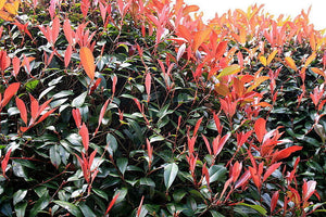 Photinia Fraseri Red Robin Tip Copac , la Ghiveci de 45L, 180 cm, 1 Bucata